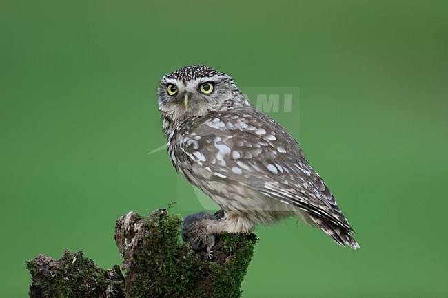 Little Owl perched with a prey; Steenuil zittend met prooi stock-image by Agami/Chris van Rijswijk,