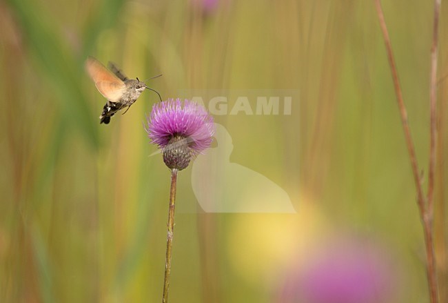 Kolibrievlinder vliegend boven paarse distel bloem, Hummingbird hakw-moth at purple flower stock-image by Agami/Rob de Jong,