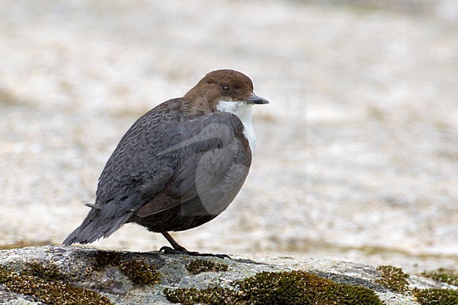 Merlo acquaiolo; Dipper; Cinclus cinclus ssp caucasicus stock-image by Agami/Daniele Occhiato,