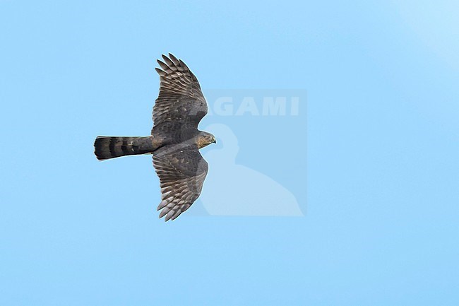 Adult male Sharp-shinned Hawk (Accipiter striatus) in flight against a blue sky as background in Chambers County, Texas, USA, during autumn migration. Showing upper parts and wings stock-image by Agami/Brian E Small,
