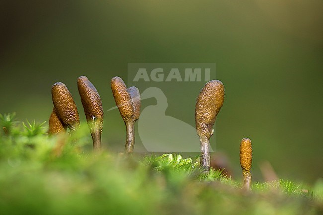 Zwarte truffelknotszwam; Cordyceps ophioglossoides stock-image by Agami/Walter Soestbergen,