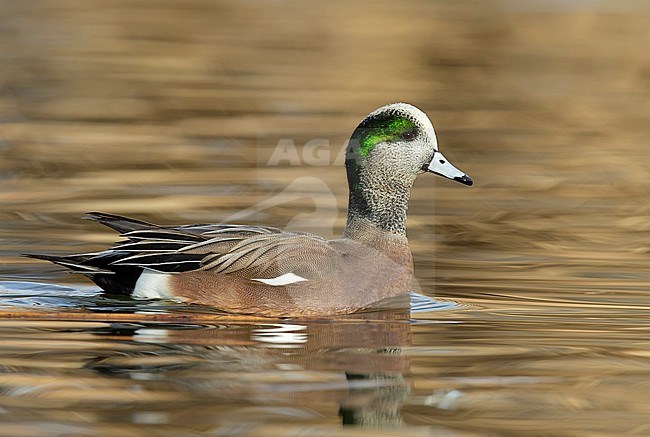 Adult male
Bernalillo Co., NM
December 2014 stock-image by Agami/Brian E Small,