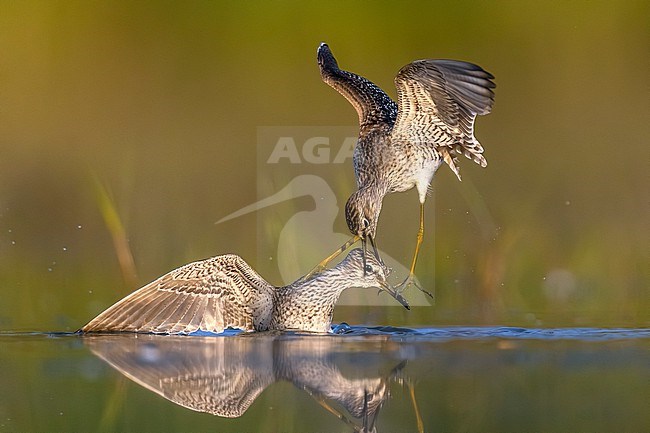 Two fighting Wood Sandpipers (Tringa glareola) in Italy. stock-image by Agami/Daniele Occhiato,