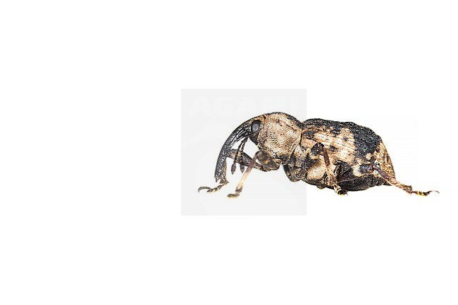 horsetail weevil, Grypus equiseti stock-image by Agami/Wil Leurs,