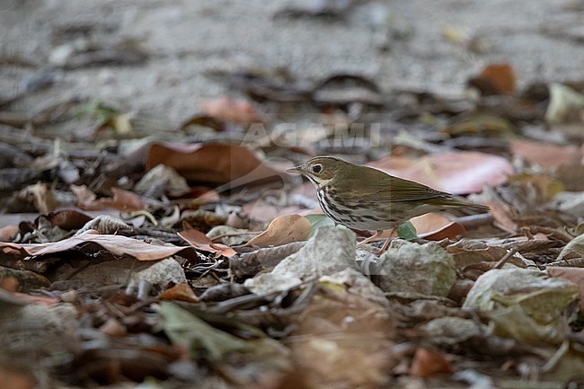 Ovenbird (Seiurus aurocapilla) walking on ground in Dry Tortugas, USA stock-image by Agami/Helge Sorensen,