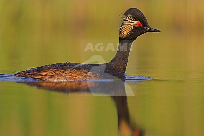 Geoorde Fuut volwassen zomerkleed zwemmend,Black-necked Grebe adult summerplumage swimming stock-image by Agami/Menno van Duijn,