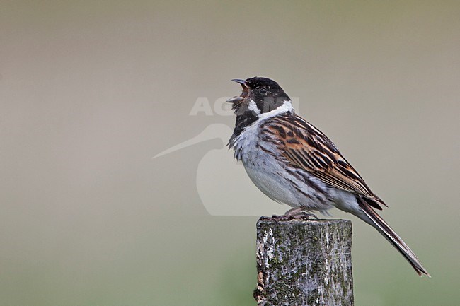 Zingend mannetje Rietgors; Singing male Common Reed Bunting stock-image by Agami/Rob Olivier,