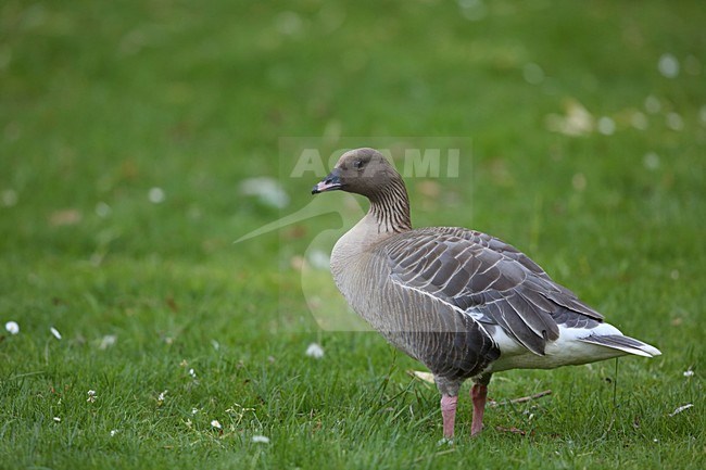 Kleine Rietgans in weiland, Pink-footed Goose in meadow stock-image by Agami/Chris van Rijswijk,