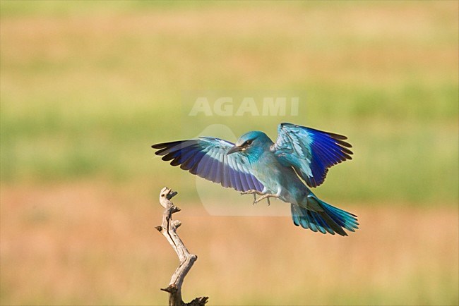 Scharrelaar landend op tak; European Roller landing on branch stock-image by Agami/Marc Guyt,