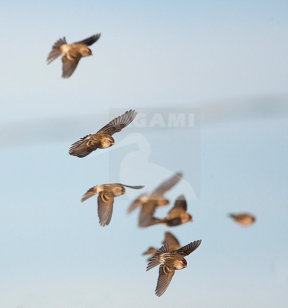 Wintering Mealy Redpolls (Carduelis flammea flammea) in flight in Finland. stock-image by Agami/Arto Juvonen,