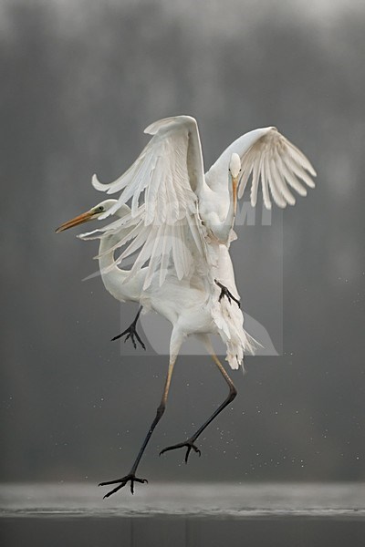 Grote zilverreigers vechtend, Great Egrets fighting stock-image by Agami/Bence Mate,