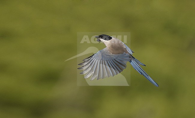 Iberian Magpie (Cyanopica cooki) single bird in flight at Sierra Morena, Andalusia, Spain stock-image by Agami/Helge Sorensen,