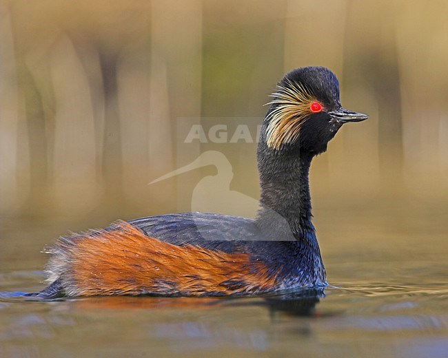 Geoorde Fuut volwassen zomerkleed zwemmend,Black-necked Grebe adult summerplumage swimming stock-image by Agami/Menno van Duijn,