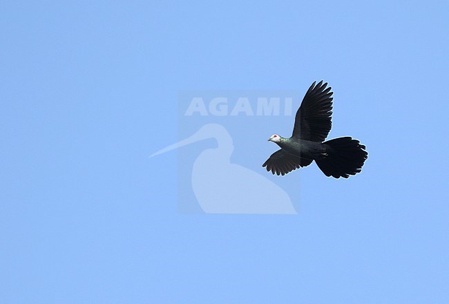 White-faced Cuckoo-Dove (Turacoena manadensis) in flight over Togean Island, Togian Islands in the Gulf of Tomini, Sulawesi. stock-image by Agami/James Eaton,