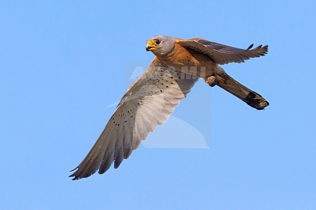 Mannetje Kleine torenvalk in vlucht, Male Lesser Kestrel in flight stock-image by Agami/Daniele Occhiato,