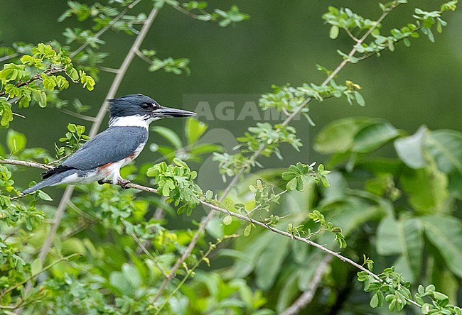 Belted Kingfisher (Megaceryle alcyon) in Laguna del tigre National Park, Guatemala. stock-image by Agami/Oscar Díez,