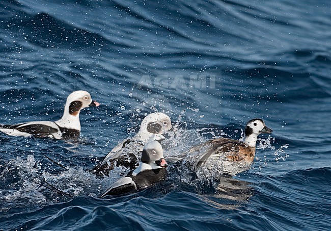 IJseend mannetjes vechtend; Long-tailed Duck males fighting stock-image by Agami/Jari Peltomäki,