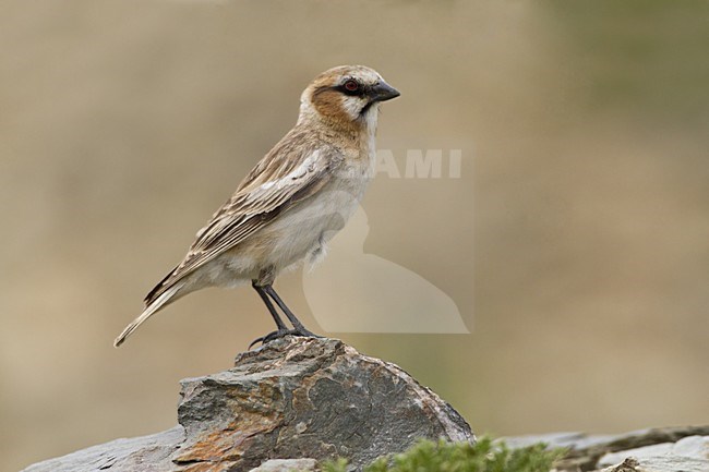 Roodhalssneeuwvink, Rufous-necked Snowfinch stock-image by Agami/Dubi Shapiro,