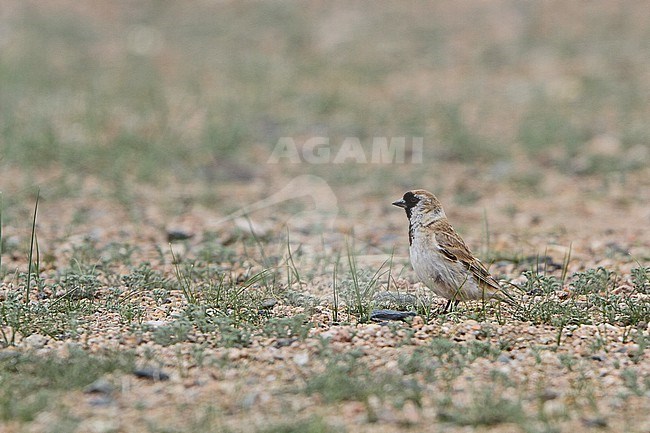 Père David's snowfinch (Pyrgilauda davidiana), also known as the small snowfinch, in Mongolia. stock-image by Agami/James Eaton,