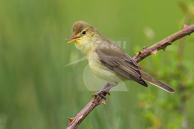 Orpheusspotvogel, Melodious Warbler stock-image by Agami/Daniele Occhiato,