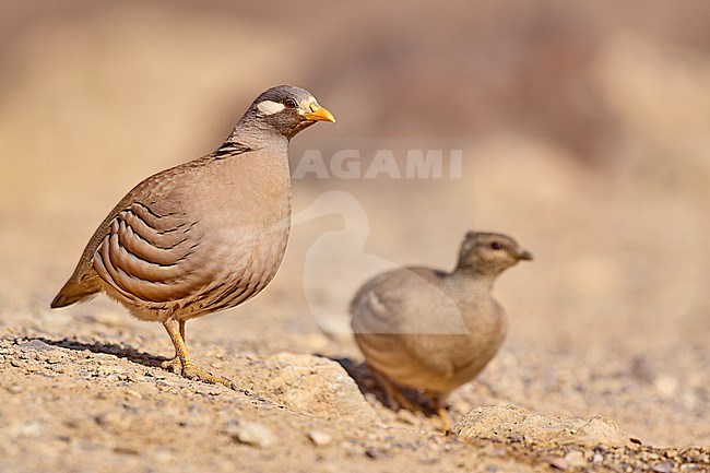 Sand Partridge (Ammoperdix heyi), male and female in the desert, Israel stock-image by Agami/Tomas Grim,