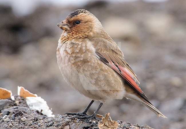 African Crimson-winged Finch (Rhodopechys alienus) in Oukaimeden, Morocco stock-image by Agami/Daniele Occhiato,