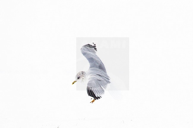 Stormmeeuw in de sneeuw Nederlands, Mew Gull in the snow Netherlands stock-image by Agami/Menno van Duijn,
