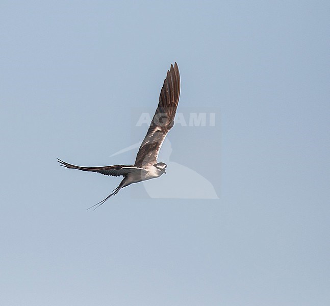 Bridled Tern (Onychoprion anaethetus anaethetus) at sea off Palau, in the Micronesia subregion of Oceania in the western Pacific Ocean. stock-image by Agami/Pete Morris,