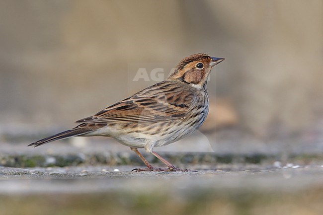 Little Bunting in winter plumage, wintering in Rotterdam, Netherlands. stock-image by Agami/Arie Ouwerkerk,