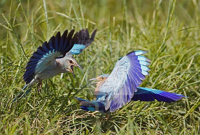 European Roller and Indian Roller fighting; Scharrelaar en Indische Scharrelaar vechtend stock-image by Agami/Markus Varesvuo,