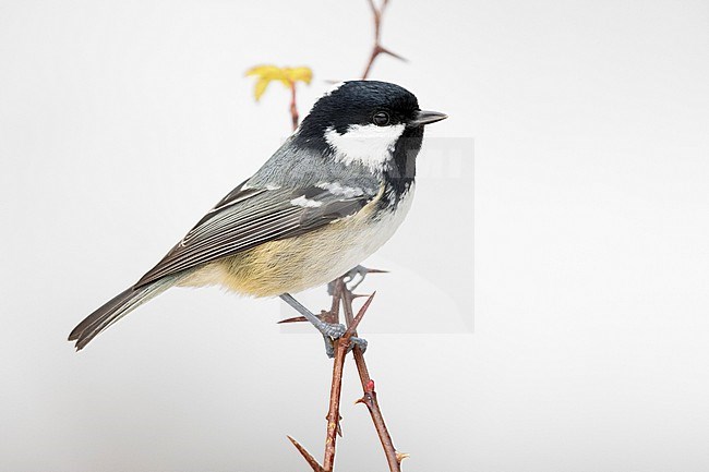 Coal Tit (Periparus ater), side view of an adult perched on a branch, Campania, Italy stock-image by Agami/Saverio Gatto,