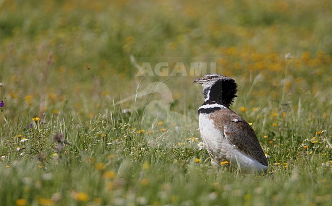 Baltsend mannetje Kleine Trap; Male Little Bustard displaying stock-image by Agami/Markus Varesvuo,