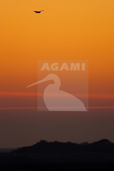Ruigpootbuizerd tegen rode avondlucht; Rough-legged Buzzard against evening sky stock-image by Agami/Menno van Duijn,