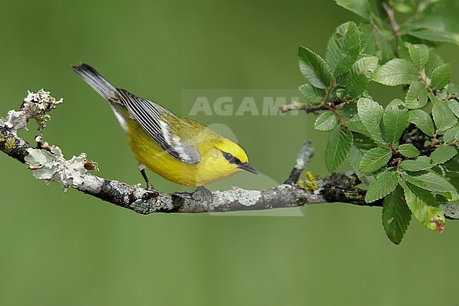 Adult male Blue-winged Warbler, Vermivora cyanoptera
Galveston Co., Texas
April 2017 stock-image by Agami/Brian E Small,