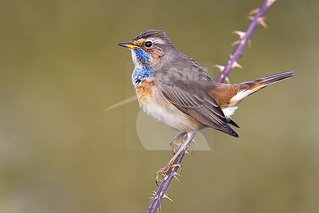 White-spotted Bluethroat (Luscinia svecica) in Italy. stock-image by Agami/Daniele Occhiato,