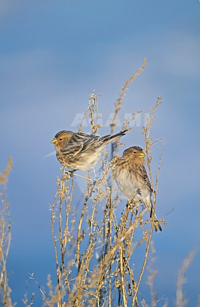 Fraters in boom; Twites in tree stock-image by Agami/Markus Varesvuo,