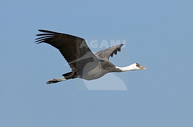 Hooded Crane flying; Monnikskraanvogel vliegend stock-image by Agami/Roy de Haas,