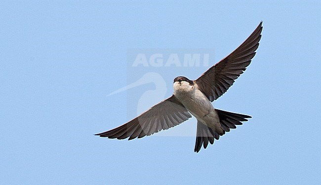 Huiszwaluw in vlucht; Common House Martin (Delichon urbicum) in flight stock-image by Agami/Marc Guyt,