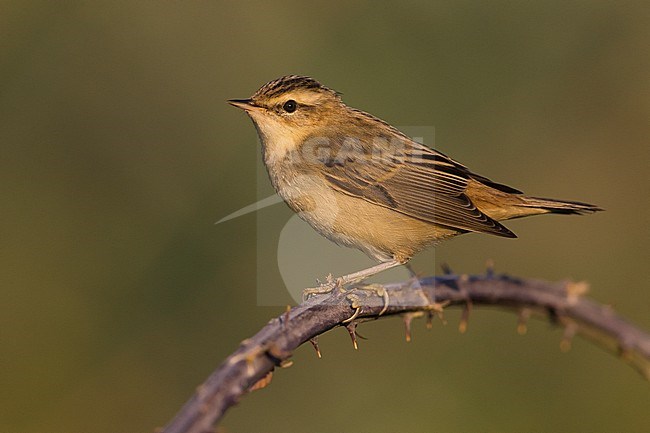 Sedge Warbler, Acrocephalus schoenobaenus, in Italy. Perched on a twig. stock-image by Agami/Daniele Occhiato,