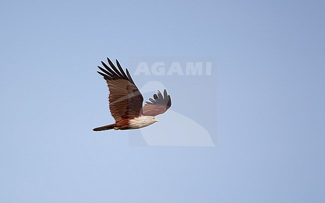 Brahminy Kite (Haliastur indus) adult in flight at Pak Thale, Thailand stock-image by Agami/Helge Sorensen,