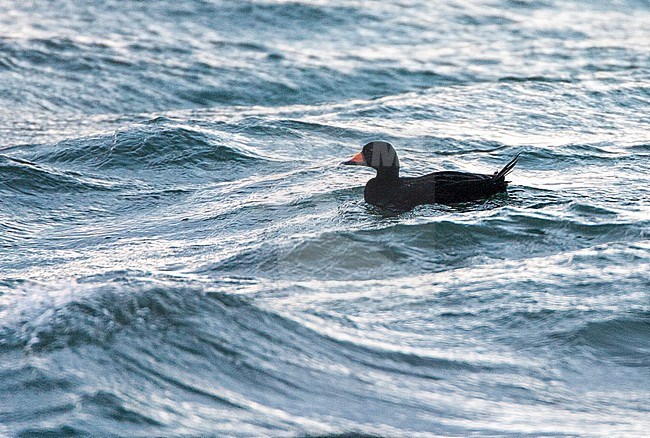 Wintering Black Scoter (Melanitta americana) offshore in Hokkaido, Japan. Male with erect tail bobbing in the surf. stock-image by Agami/Marc Guyt,