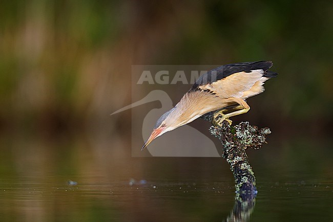 fishing Little Bittern; stock-image by Agami/Chris van Rijswijk,