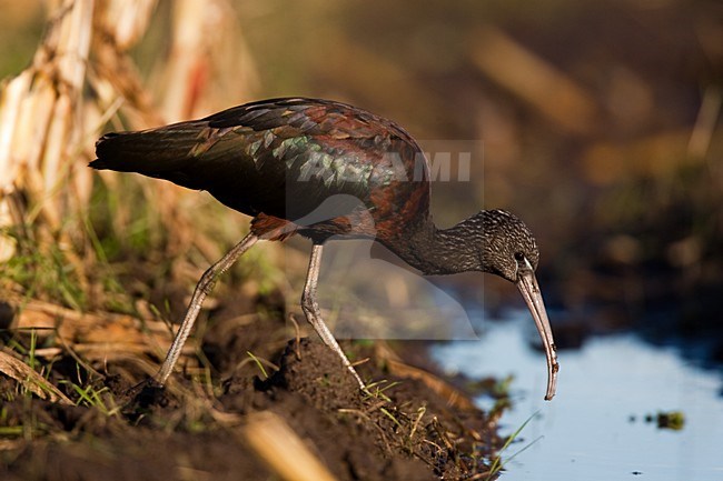 Foeragerende Zwarte Ibis, Glossy Ibis foraging stock-image by Agami/Menno van Duijn,