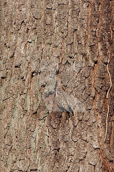 Short-toed Treecreeper - Gartenbaumläufer - Certhia brachydactyla ssp. brachydactyla, Germany stock-image by Agami/Ralph Martin,