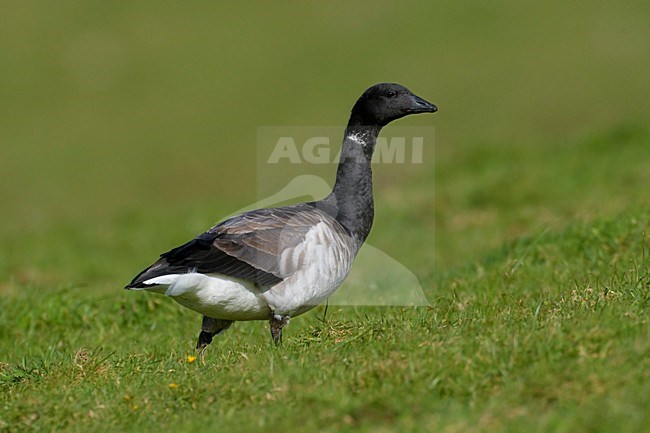 Witbuikrotgans foeragerend; Brent Goose foraging stock-image by Agami/Daniele Occhiato,