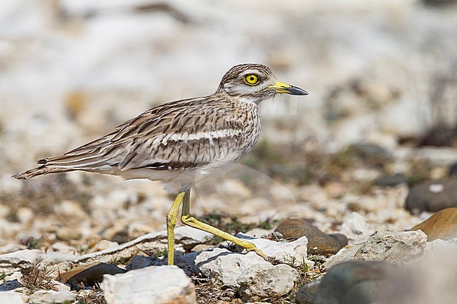 Eurasian Stone-Curlew - Triel - Burhinus oedicnemus ssp. saharae, Cyprus, adult stock-image by Agami/Ralph Martin,