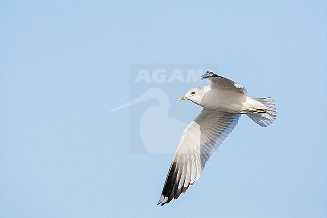 Adult Common Gull (Larus canus canus) in winter plumage in the Netherlands. Flying high, against a blue sky. stock-image by Agami/Marc Guyt,