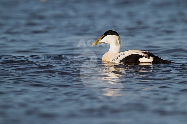 Common Eider - Eiderente - Somateria mollissima ssp. mollissima, Germany, 2nd cy, male stock-image by Agami/Ralph Martin,