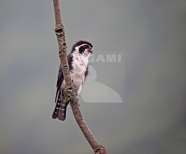 Bonte Dwergvalk zittend op tak, Pied Falconet perched on a branch stock-image by Agami/Pete Morris,