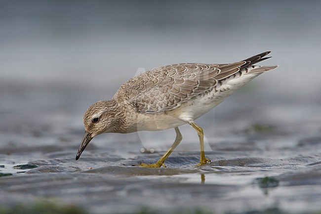 Juveniele Kanoet; Juvenile Red Knot stock-image by Agami/Arie Ouwerkerk,